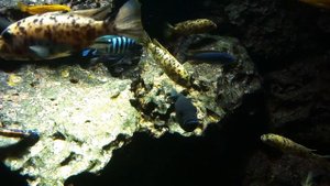 Aquarium Buntbarsche Cichlid Malawi Malawisee Brilliant HD Quality