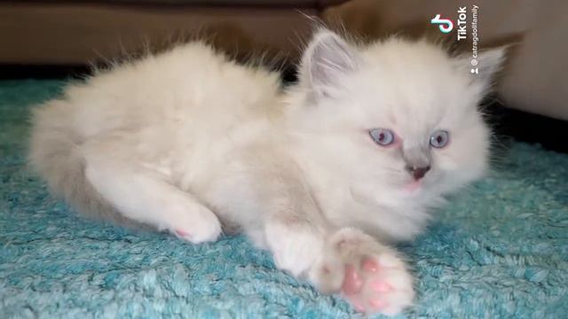Blue point mitted ragdoll kitten смотреть онлайн