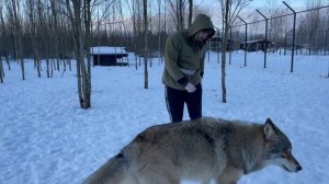 Якутский Волк остался непобежденным. Что будет дальше?? Брачный сезон открыт!