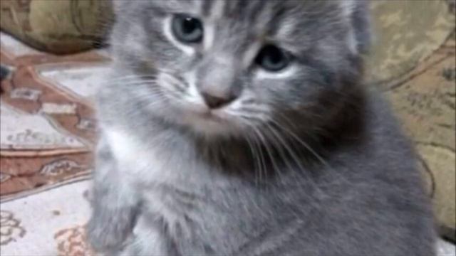 Мужчина решил скрестить мейн-куна и шотландскую вислоухую кошку: когда он увидел котят, то АХНУЛ смотреть онлайн