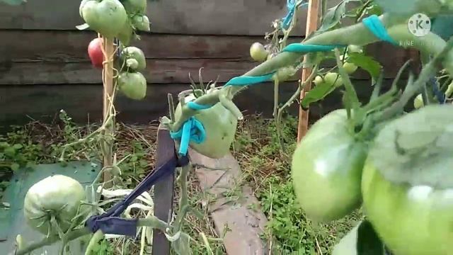 Обзор томатов Японка, Сенсей, Большая малина. смотреть онлайн