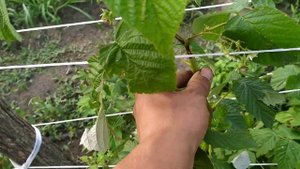 супер Малина. Маравила