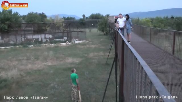 Разговор мальчишки с Человеком-львом. Уборка в саванне со львами. Тайган. Life of lions. Taigan.