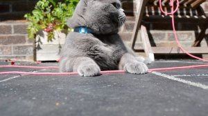 British Shorthair Cat (1 year old)