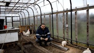 Бройлеры КОББ 500. 2 месяца. Жизнь в теплице.