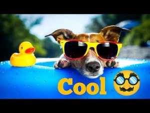 Best Pets Animals Video__Best And  Best Funny Animals Video.mp4