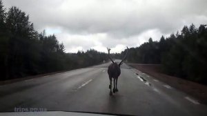 олень бежит