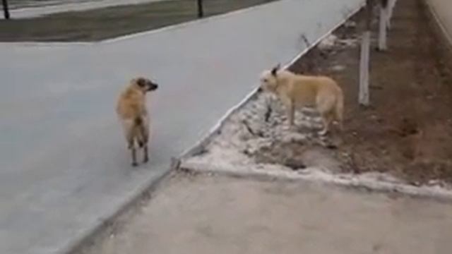 Стая собак в Потемкинском сквере смотреть онлайн