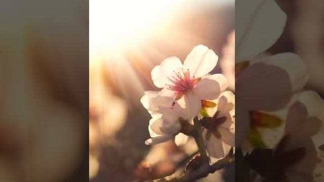 Пищеварительное Дыхание. смотреть онлайн