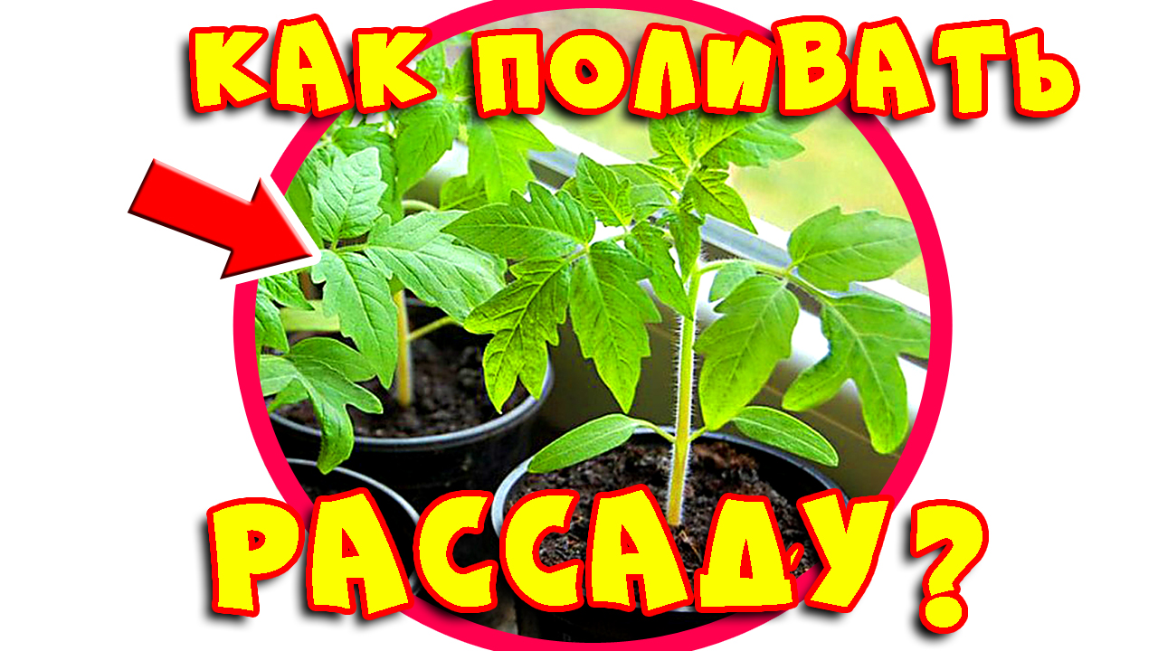Как поливать рассаду? Рассада. Правильный полив. Рекомендации