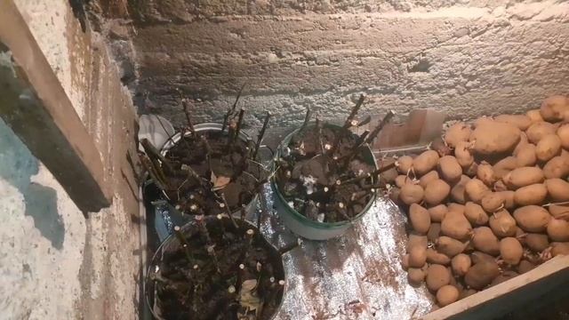 Укоренение черенков розы,зимой в подвальном помещении.growing roses in winter.