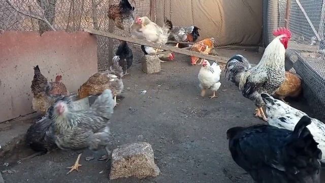 Почему куры дерутся? Что им не хватает? Бои без правил... смотреть онлайн