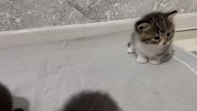 Котята