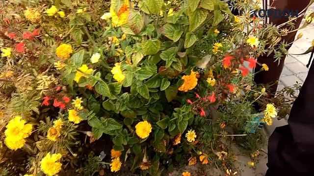 Екзотичний птах прилетів у Любомль смотреть онлайн