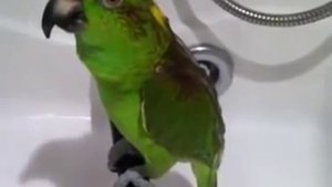 попугай Микеша поет Беловежская пуща