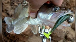 Судак в ноябре как правильно ловить?