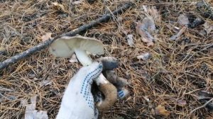 Сосновая рядовка Волгоградской области.