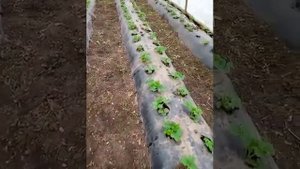 #Сирия - клубника