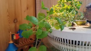 Самоочищающийся аквариум за 5ть копеек. Спустя два года жизни.