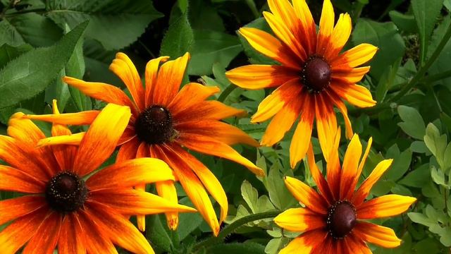 FLOWERS BEAUTY