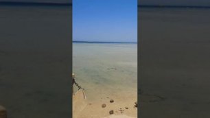 Открыт пирс на курорте Сахл Хашиш где произошло нападение акулы