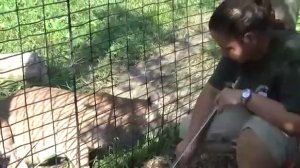 Buttonwood Park Zoo - Cougar