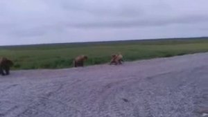Медведи реки Коль.Камчатка.