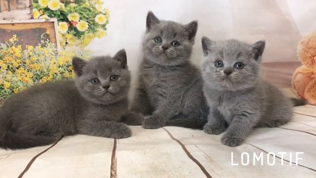 Британские котята. Котятам 1 месяц