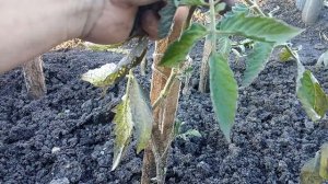 Обработка помидоры после дождей