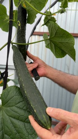 Царь-огурец. Китайский холодоустойчивый 🥒