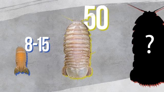 Почему Рыбы Становятся Гигантами Глубоко Под Водой? смотреть онлайн