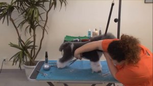 Grooming a Grey & White Bichon Mix in a Personality Trim with Irina 'Pina' Pinkusevitch NCMG