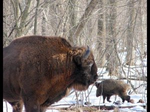 Кабаны ходят за зубрами [Чернобыль]