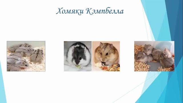 Виды хомячков
