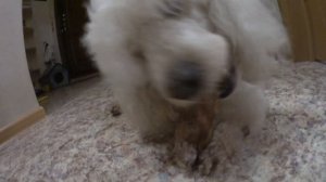 Какое собачье лакомство выбрать? Бычий корень - вкусно и полезно!