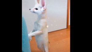 Домашняя лиса фенек и её звуки