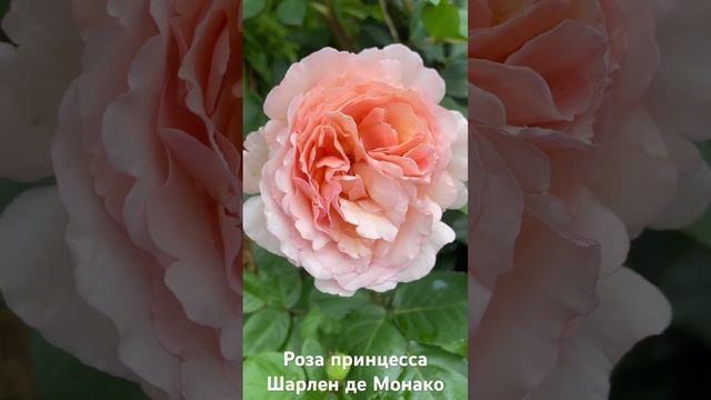 Роза принцесса Шарлен де Монако/ rose Charlene De Monaco #розарий #садоводство #цветы #розы #roses