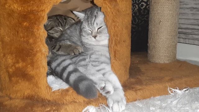 UGLY SCOTTİSH FOLD and SCOTTİSH STRAİGHT CAT PUPPİES смотреть онлайн