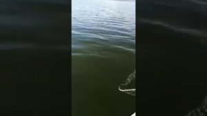 Ловля щуки на Шакше