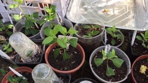 АДАПТАЦИЯ ЧЕРЕНКОВ МЕТЕЛЬЧАТЫХ ГОРТЕНЗИЙ