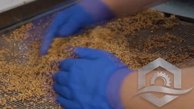 Сушка пророщенной пшеницы и превращение её в муку