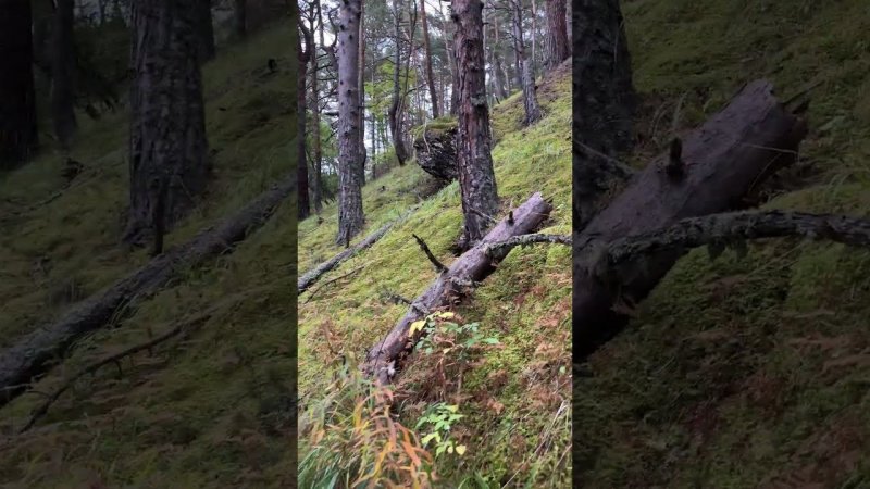 A walk through the Mountain forest