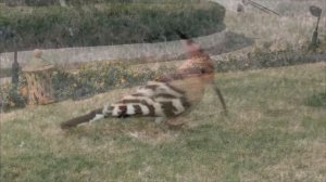 Шарм эль Шейх, Iberotel Palace 5*. Январь 2021