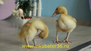 Утята в студии.mp4