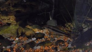 Как спят рыбы?