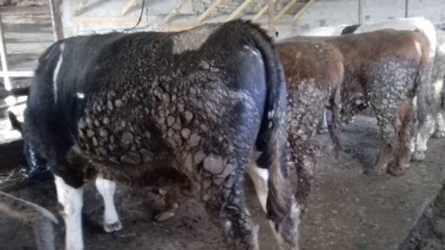 Откорм бычков .. смотреть онлайн