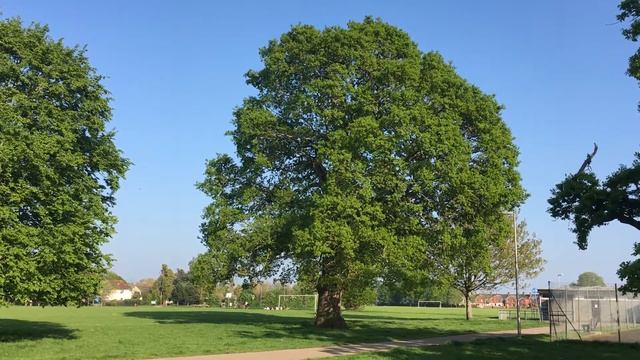 English Oak (Quercus robur) - tree - May 2018 смотреть онлайн
