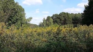 Природа Кирова - Заречный парк и экологическая тропа