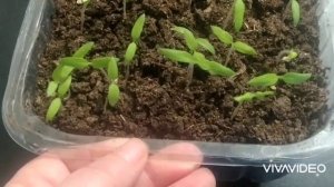 ?Как вырастить микрозелень в домашних условиях/на подоконнике