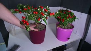 Комнатные перцы